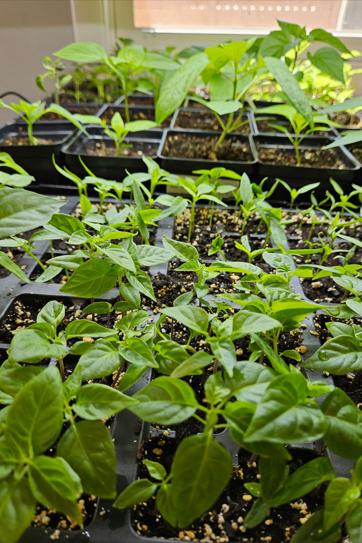 Pepper seeds supplied by Passion Gardens